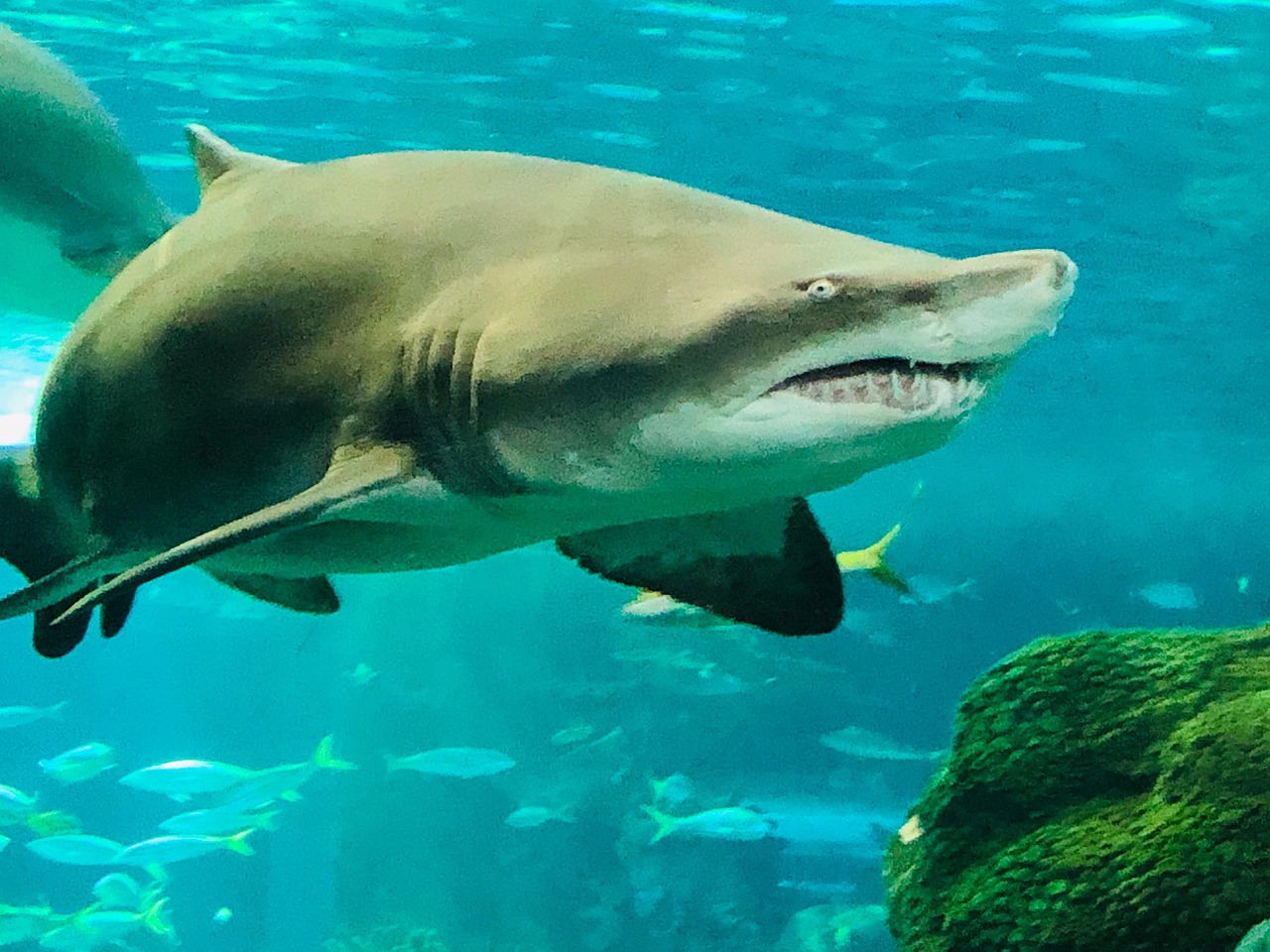 Requin Mer Requin Ocean Life - Photo gratuite sur Pixabay