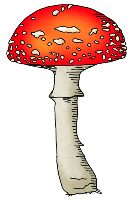 Free Mushroom Toadstool illustration and picture