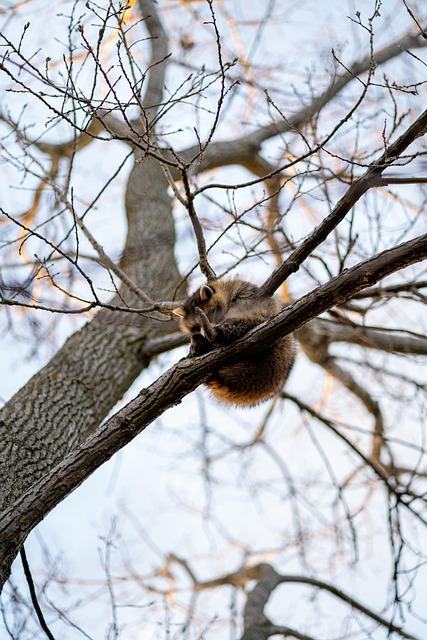 Free Nature Forest photo and picture