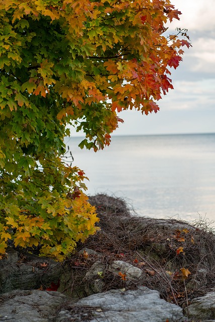 Free Fall Autumn photo and picture