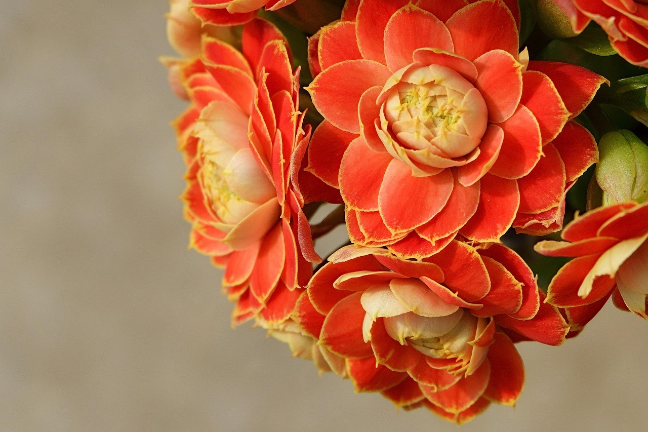 Flower In Full Bloom Free Photo On Pixabay Pixabay flower-in-full-bloom-free-photo-on-pixabay-pixabay
