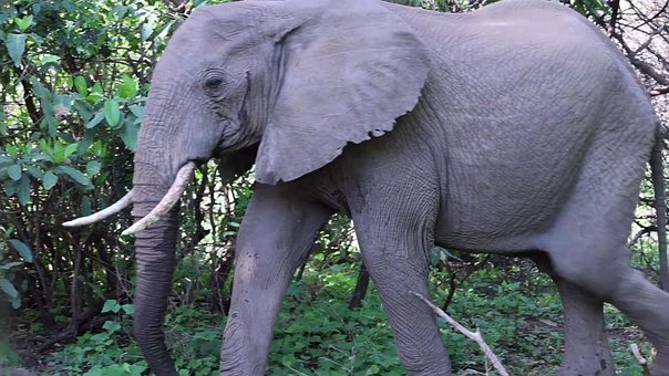 Free Elephant Jungle photo and picture