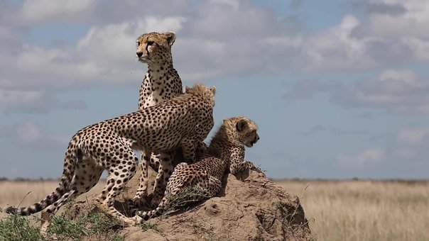 Free Leopard Group photo and picture