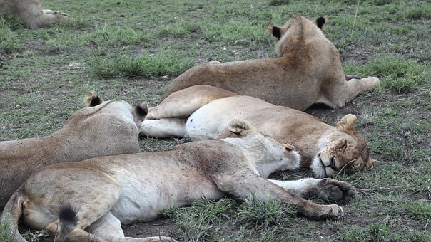 Free Lions Resting photo and picture