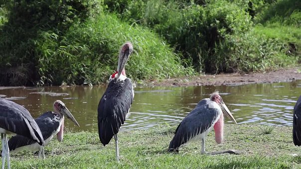 Free Marabou Stork Bird photo and picture