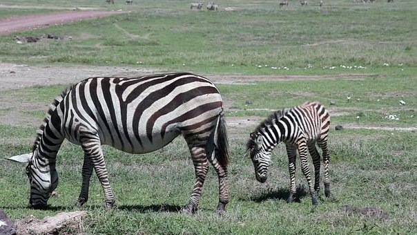 Free Zebra Wildlife photo and picture