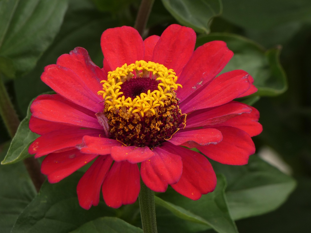 R d Blomst Blomstre Gratis Foto P Pixabay Pixabay