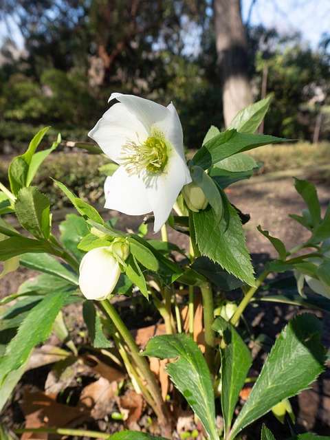 Helleborus Plant Flower - Free photo on Pixabay - Pixabay