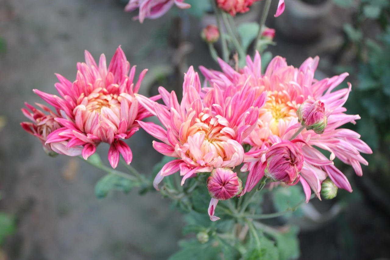 chrysanthemum-nature-flora-free-photo-on-pixabay-pixabay