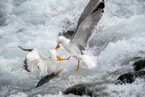 Free Seagulls Birds photo and picture