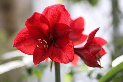 Orchidey, Červená, Príroda, Tropický