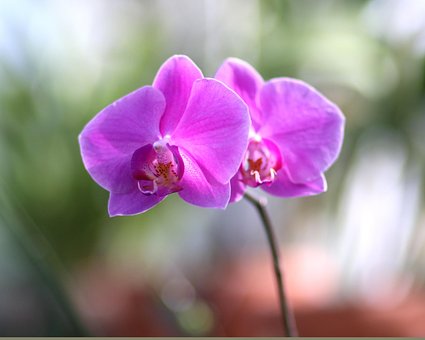 Orchidey, Kvet, Kvetina, Príroda