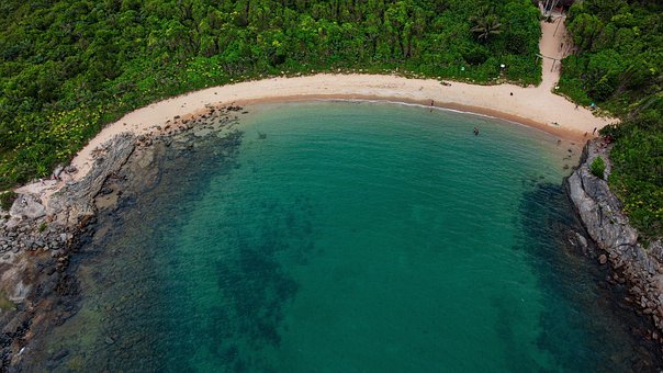 Free Beach Forest photo and picture