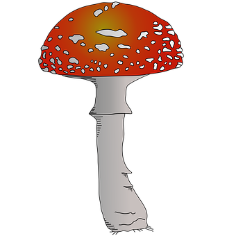 Free Toadstool Mushroom vector and picture