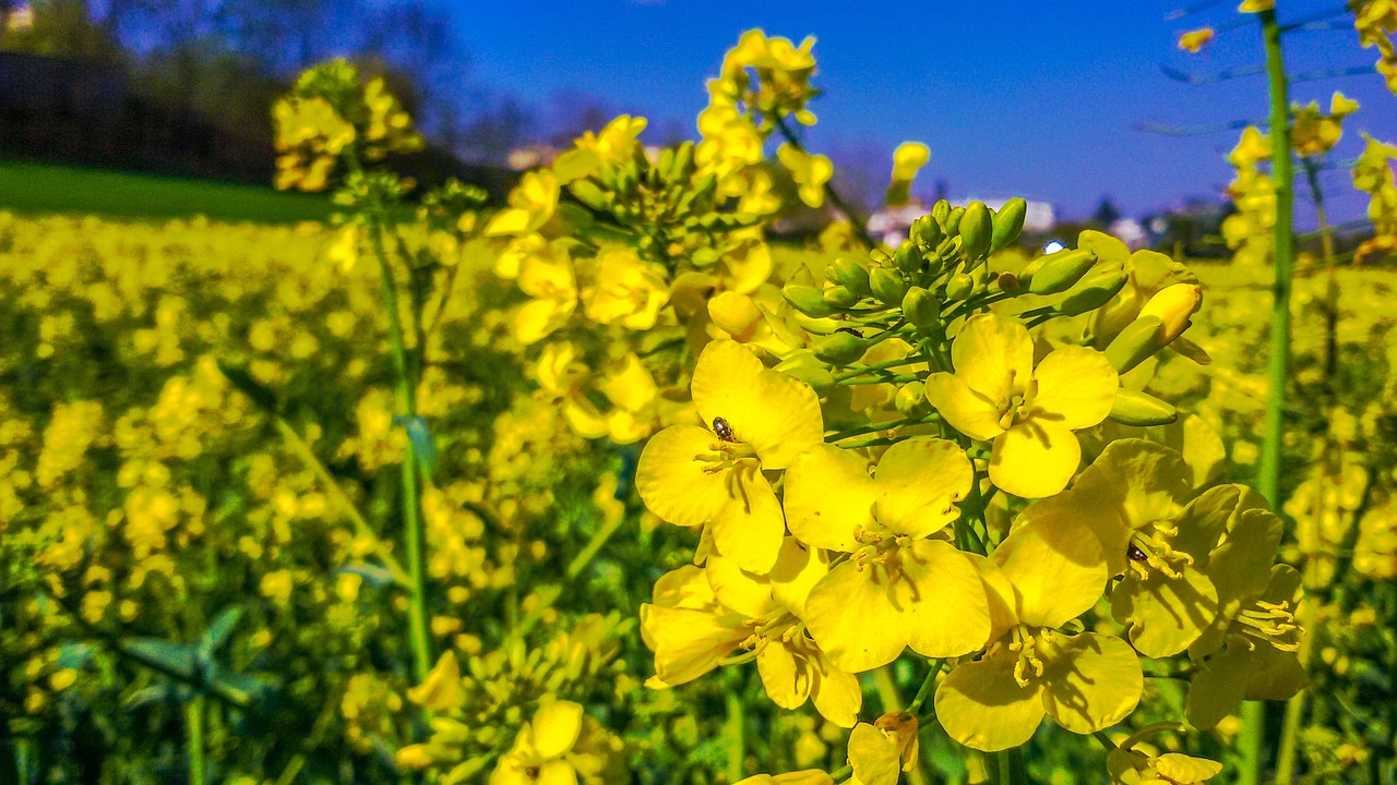 Download free HD stock image of Gelberapsfeld Rapeseedfields Free Gelberapsfeld Rapeseedfields photo and picture