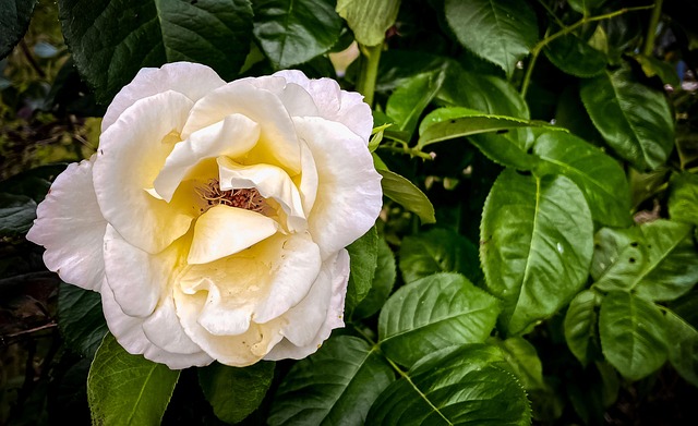 Rose, Blomst, Natur, Botanik, Blomster