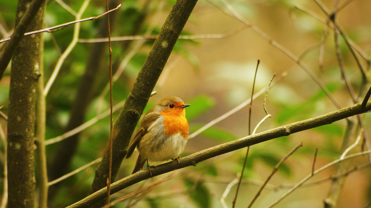 Robin Bird Nature - Free photo on Pixabay - Pixabay