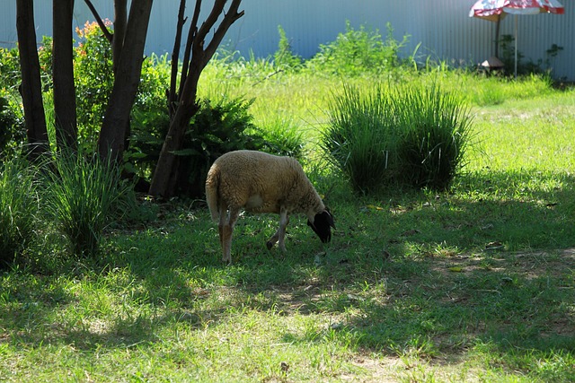 Sekawanan domba lagi pesta rumput di Pixabay. Vibes-nya asik banget!