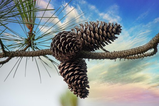 Free Pineapple Pine photo and picture