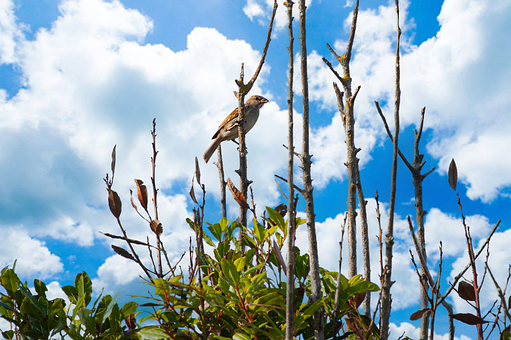 Free Bird Nature illustration and picture