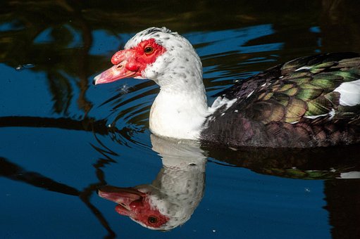 Free Duck Nature photo and picture