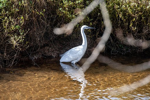 Free Heron Nature photo and picture
