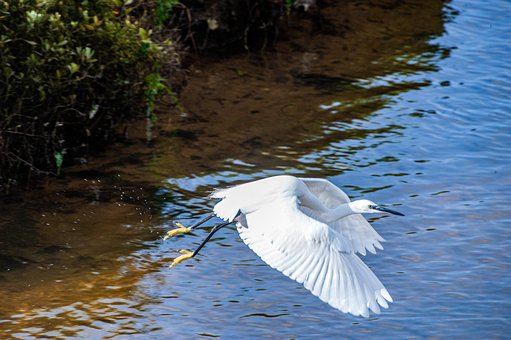 Free Egret Nature photo and picture