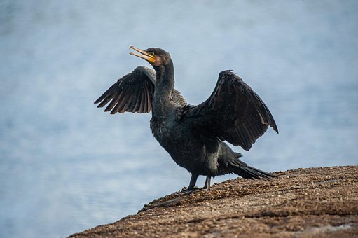 Free Crow Sea photo and picture