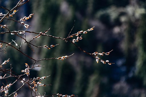 Free Flower Valley photo and picture