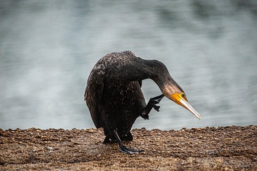 Free Crow Nature photo and picture