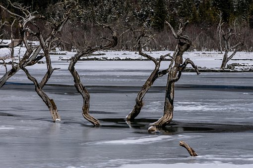 Free Dead Wood Ice photo and picture
