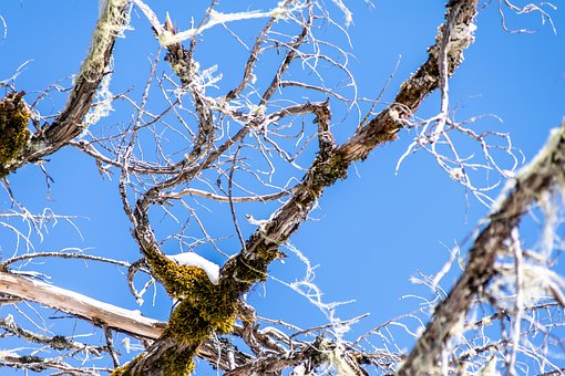 Free Moss Dead Wood photo and picture