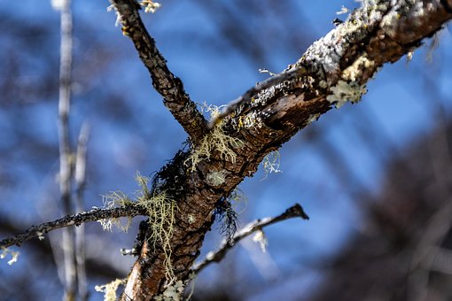 Free Moss Dead Wood photo and picture
