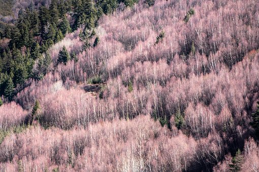 Free Pink Forest photo and picture