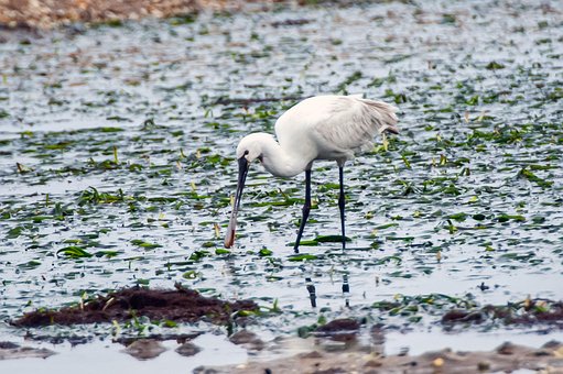 Free Heron Nature photo and picture