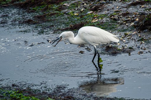 Free Heron Animal photo and picture
