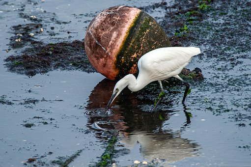 Free Heron Nature photo and picture