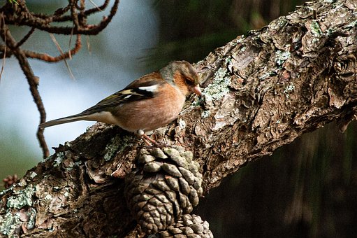Free Nature Bird photo and picture