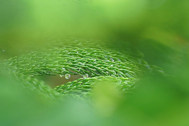 Free Growth Green photo and picture