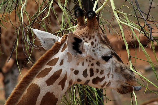 Giraffe, Dier, Zoogdier, Aan Het Eten