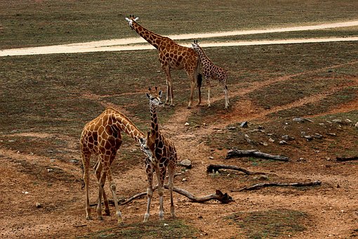 Giraffen, Dieren, Dieren In Het Wild