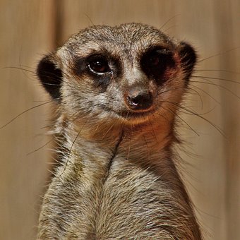 Stokstaartje, Zoogdier, Dier, Suricate