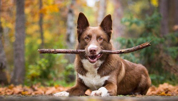 Ai Gerado, Cachorro, Filhote De Cachorro