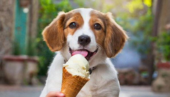 Ai Gerado, Cachorro, Sorvete