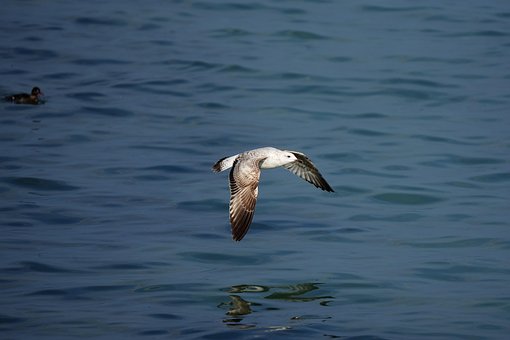 Gaivota, Pássaro, Animal, Voar, Vôo, Mar