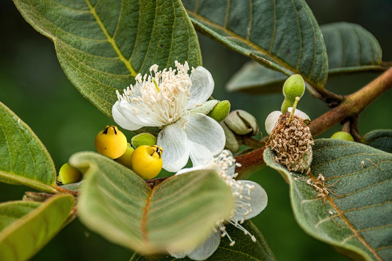 Flower Botany Nature Psidium - Free photo on Pixabay