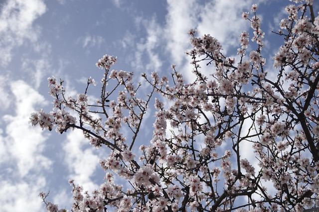 Free Nature Flowers photo and picture