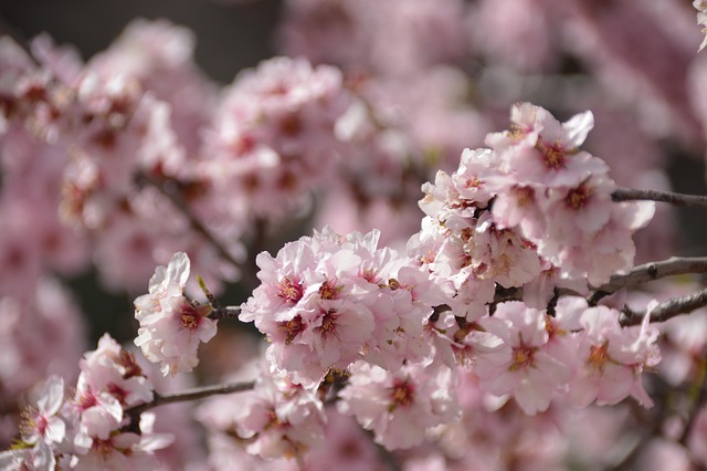 Free Flowers Petals photo and picture