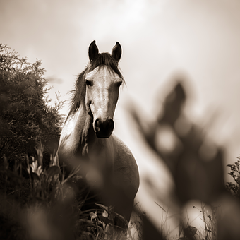 Free Horse Nature illustration and picture