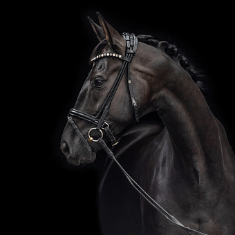 Free Horse Foal illustration and picture